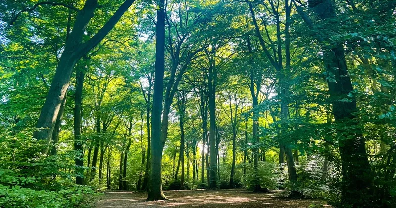 high wycombe woodland