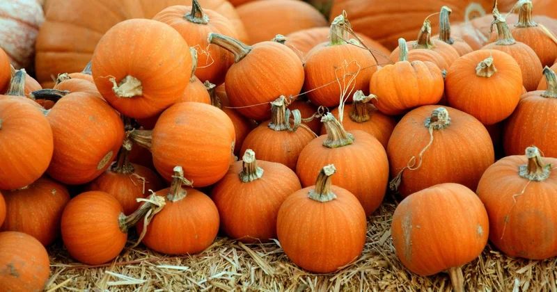 pumpkins in high wycombe