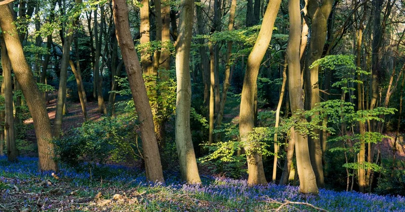 bluebell woods