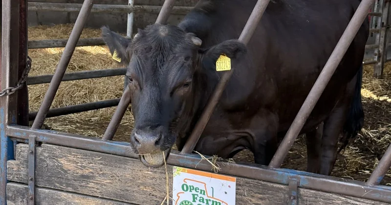 laceys open farm