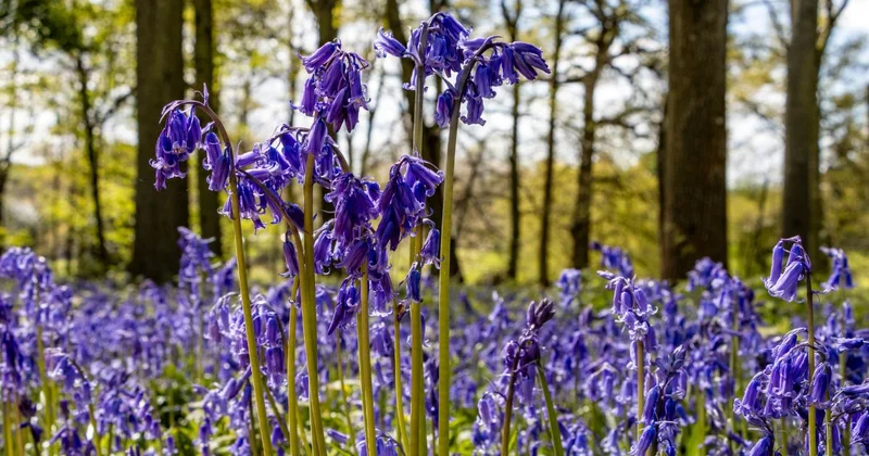 bluebells