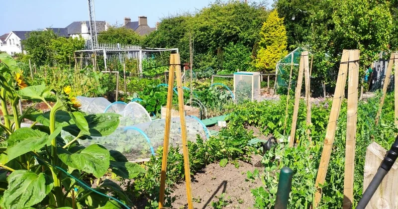 allotment
