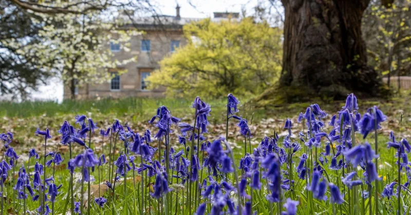 bluebells basildon house