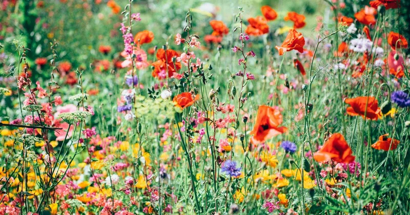 wildflower walk