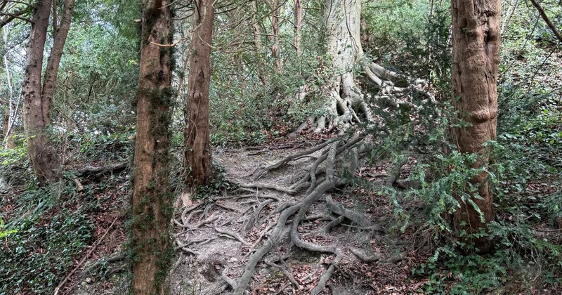 high wycombe wood