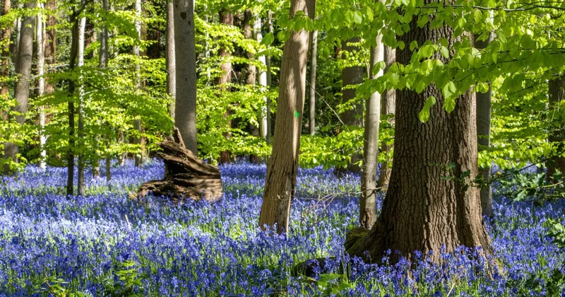 bluebell woods