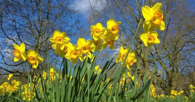 daffodils