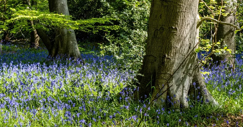 bradenham bluebells