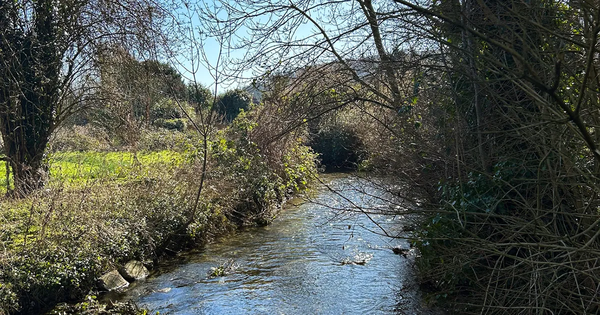 Shamrocks & Shenanigans ☘️