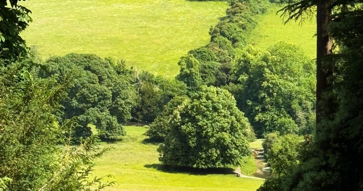 Free Cookies This Friday 🍪😋