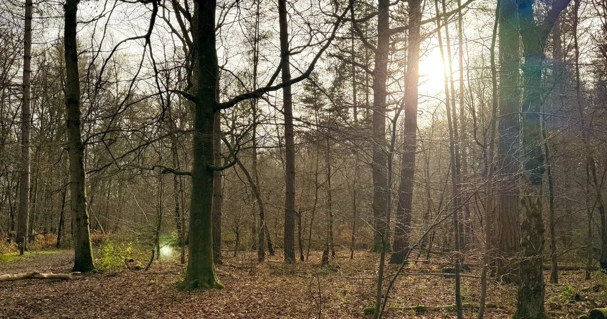 🌳 Secrets of the Wycombe Wildwood...